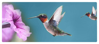 DNSEMP-L-028 Humming Bird 2